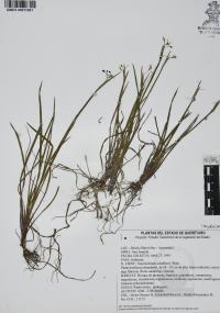 Sisyrinchium schaffneri image